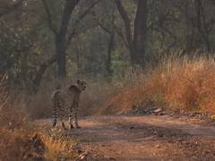 
      
      MP: Two male cheetahs released in free-ranging area in Kuno 
      
      