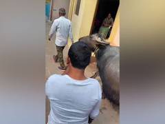 
      
      MP: Gwalior civic body seizes dairy operator's buffalo
      
      