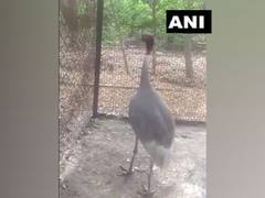 
      
      UP man's Sarus crane 'friend' reaches Kanpur zoo, quarantined
      
      
