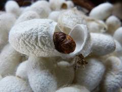 
      
      J&K govt endeavours to boost silk production 
      
      