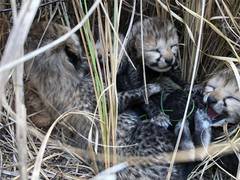 
      
      Female cheetah brought from Namibia gives birth to 4 cubs
      
      