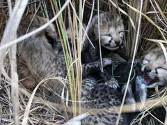 
      
      MP: Namibian Cheetah gives birth to four cubs at Kuno
      
      