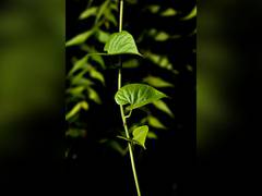 
      
      Ways found to help plants grow with low phosphorus levels: Study
      
      