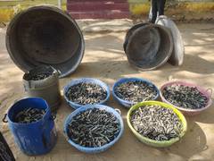 
      
      Tamil Nadu: 250 kg of sea cucumber seized in Ramanathapuram 
      
      