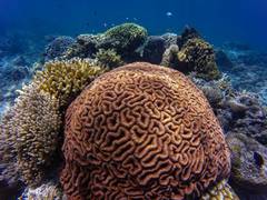 
    Ocean warming can trigger viral outbreaks within corals
    