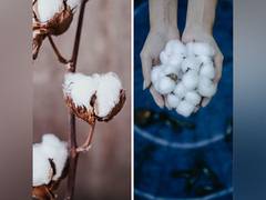 
      
      Domestic cotton production in Pakistan declines
      
      