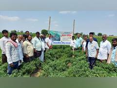 
      
      Good news to Indian chilli farmers - New chilli hybrid NCH-6889
      
      