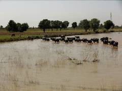 
      
      Pakistan: Shortage of water to affect Kharif crops
      
      