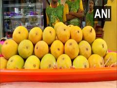
      
      Alphonso mangoes now available on EMI in Pune
      
      