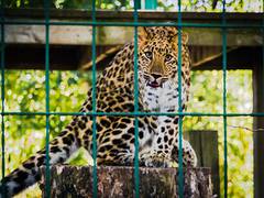 
      
      Principle Sec Forest reviews ongoing works at Jambu Zoo
      
      