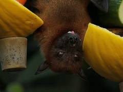 
      
      Study finds that bats experience hearing loss in older age
      
      