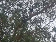 
      
      Transgender woman protests 'attack' by climbing tree in Kerala
      
      