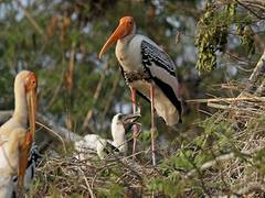 
      
      Migratory birds can partially offset climate change: Study
      
      