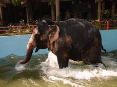 
      
      TN: Meenakshi Amman Temple elephant gets bathing pool
      
      