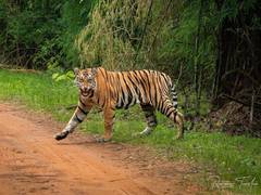 
      
      Tiger terror: Curfew imposed in some Uttarakhand villages 
      
      