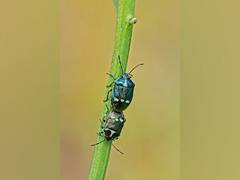 
      
      How ambrosia beetles identify their food fungi by their scents
      
      
