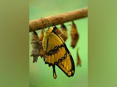 
      
      Female butterflies breed despite male shortage: Research
      
      