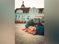 
      
      Bird feeding aids small birds to fight infection: Research
      
      