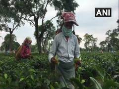 
      
      Assam govt provincialises tea garden-managed schools
      
      