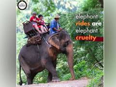 
      
      Elephant Safaris should be discouraged to end suffering
      
      