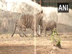 
      
      Bhupender Yadav releases two white tiger cubs at Delhi Zoo
      
      