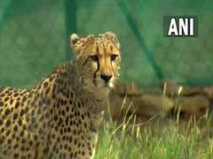 
      
      After PM Modi seeks suggestions in 'Mann Ki Baat', Cheetahs...
      
      