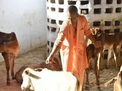 
      
      UP: CM Yogi feeds jaggery to cattle at Gorakhnath Temple
      
      