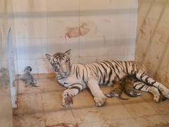 
      
      MP: White Tigress gives birth to 3 cubs at Gandhi Zoological Park
      
      