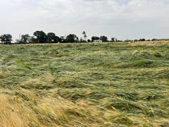 
      
      Maharashtra: Farmers protest on Akshaya Tritiya over crop damage
      
      