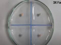 
      
      IIT Guwahati researchers develop 'Time bomb' liquid marbles with 
      
      