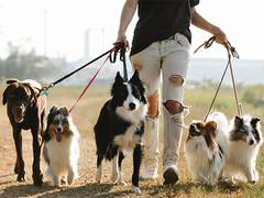 
      
      Walking a leashed dog linked to risk of traumatic brain injury 
      
      