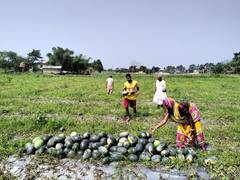 
      
      Farmers suffer losses due to rain in Assam's Morigaon
      
      