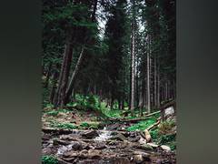 
      
      Tree variety improves carbon storage, soil fertility in forests
      
      