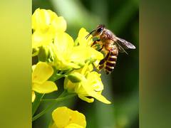 
      
      Pune: 10 of family hospitalised after being attacked by bees
      
      