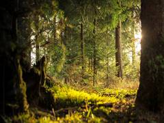 
      
      Tree diversity improves carbon storage, soil fertility in forests
      
      