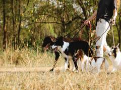 
      
      Walking leashed dog connection with traumatic brain injury
      
      