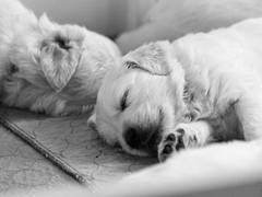 
      
      Study investigates importance of sleep disturbance in dogs 
      
      