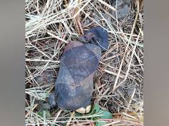 
      
      BSF recovers 2.5 kg heroin dropped by drone near Pak border 
      
      