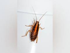 
      
      A cockroach steals the limelight at Met Gala red carpet
      
      