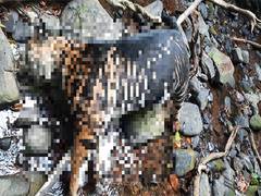 
      
      Rare black tiger found dead in Odisha's Similipal Reserve
      
      