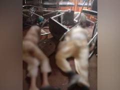 
      
      Pakistan: Killing of 7 Shia teachers trigger jams, strikes
      
      