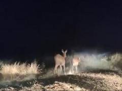 
      
      MP: 18 swamp deer released in Bandhavgarh Tiger Reserve
      
      