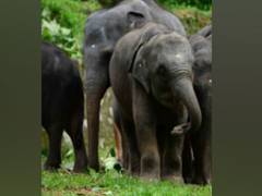 
      
      Man killed in elephant attack in Assam's Biswanath
      
      