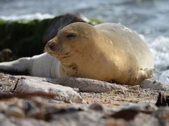 
      
      Endangered seal spotted on Israeli beach for first time
      
      