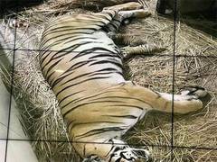 
      
      Royal Bengal tigress givesbirth to cubs in Delhi zoo after 18 yrs
      
      