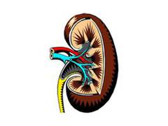 
      
      Blood samples can predict kidney disease in diabetes patients
      
      
