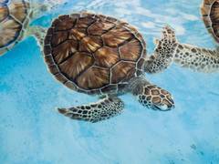 
      
      Nature favours creatures in all sizes: Study
      
      