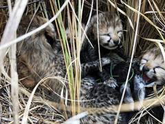 
      
      Two more cubs of Namibian cheetah die in MP's Kuno National Park
      
      