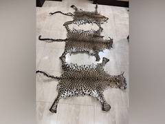 
      
      Odisha: STF seizes 3 leopard skins in Rayagada, 1 held
      
      