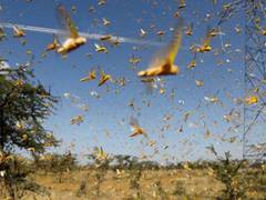 
      
      Locust invasion causes huge losses to farmers in Afghanistan
      
      